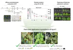 Application of EF fumigation in greenhouse