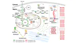 Phosphine resistant mechanism based on OMICs, RNAi and CRISPR-Cas9 approaches