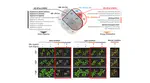 Phytotoxic mechanism of fumigants for developing sustainable pest management strategies