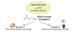 A Novel Ethyl Formate Fumigation Strategy for Managing Yellow Tea Thrips (Scirtothrips dorsalis) in Greenhouse Cultivated Mangoes and Post-Harvest Fruits