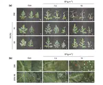 Acute toxicity of ethyl formate to nontarget organisms and reduction effect of sodium silicate on ethyl formate-induced phytotoxicity