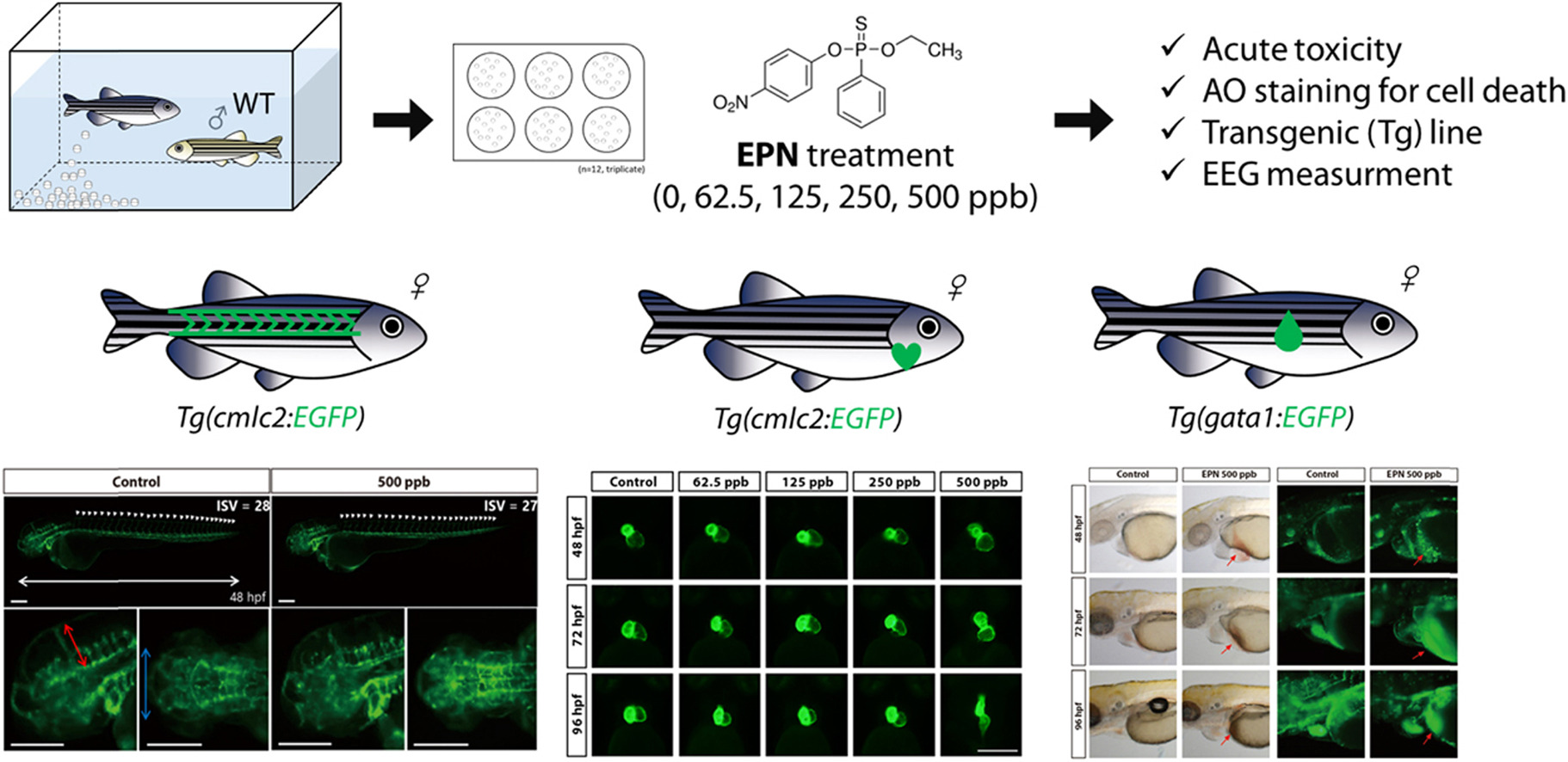 Acute Toxicity Of The Insecticide EPN Upon Zebrafish Danio Rerio