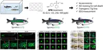 Acute toxicity of the insecticide EPN upon zebrafish (Danio rerio) embryos and its related adverse effects: Verification of abnormal cardiac development and seizure-like events