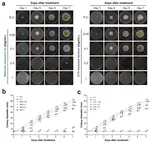 Antifungal and Antiaflatoxigenic Activities of Massoia Essential Oil and C10 Massoia Lactone against Aflatoxin-Producing Aspergillus flavus