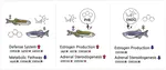 Combined toxicity of endosulfan and phenanthrene mixtures and induced molecular changes in adult Zebrafish (Danio rerio)