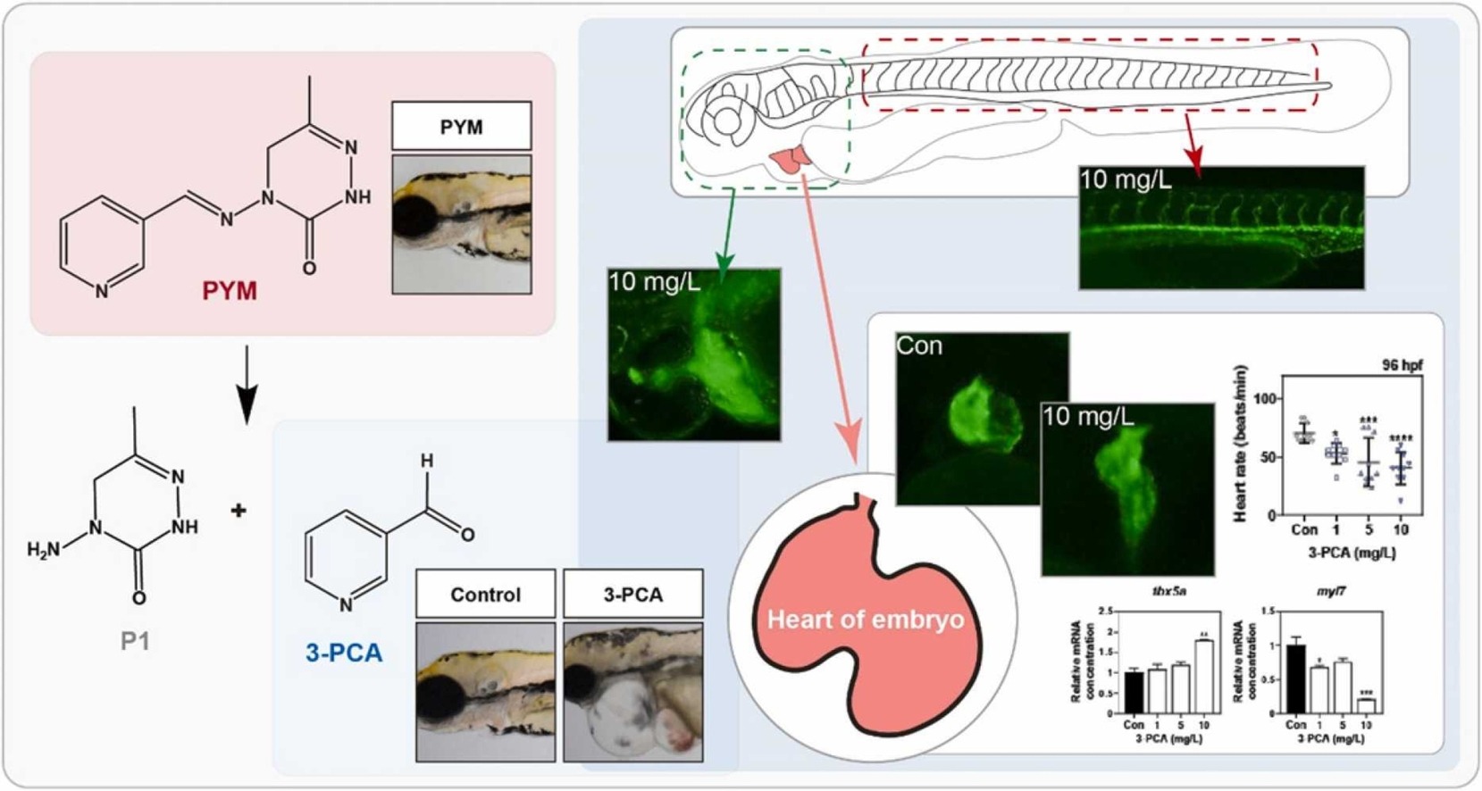 Developmental toxicity of a pymetrozine photo-metabolite, 3