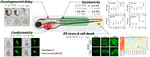 Enantioselective effect of trifloxystrobin in early-stage zebrafish (Danio rerio) embryos: Cardiac abnormalities impacted by E,E-trifloxystrobin enantiomer