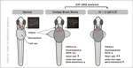 Heart developmental toxicity by carbon black waste generated from oil refinery on zebrafish embryos (Danio rerio): Combined toxicity on heart function by nickel and vanadium