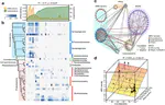 Interplays between Cyanobacterial Blooms and Antibiotic Resistance Genes