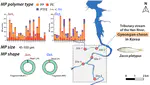 Microplastic characterization in small freshwater fishes collected in Gyeongan-cheon, a tributary stream of Han River in South Korea: Ingestion and depuration study of Nylon