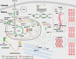 Minimization of energy transduction confers resistance to phosphine in the rice weevil, Sitophilus oryzae