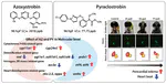 Molecular mechanisms of developmental toxicities of azoxystrobin and pyraclostrobin toward zebrafish (Danio rerio) embryos: Visualization of abnormal development using two transgenic lines