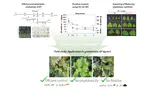 Optimizing ethyl formate fumigation in greenhouse cucurbit crops for efficient control of major agricultural pests, Myzus persicae and Thrips palmi