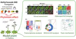 Transcriptomic evaluation on methyl bromide-induced phytotoxicity in Arabidopsis thaliana and its mode of phytotoxic action via the occurrence of reactive oxygen species and uneven distribution of auxin hormones