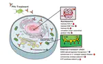 Proteomic Evaluation of Insecticidal Action of Phosphine on Green Peach Aphids, Myzus persicae