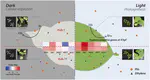 Phosphine gas in the dark induces severe phytotoxicity in Arabidopsis thaliana by increasing a hypoxia stress response and disrupting the energy metabolism: Transcriptomic approaches