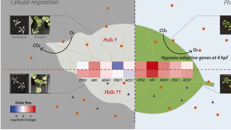 Phosphine gas in the dark induces severe phytotoxicity in Arabidopsis thaliana by increasing a hypoxia stress response and disrupting the energy metabolism: Transcriptomic approaches