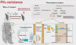 Transcriptome and Micro-CT analysis unravels the cuticle modification in phosphine-resistant stored grain insect pest, Tribolium castaneum (Herbst)